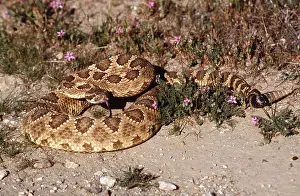 Coiled: WESTERN RATTLESNAKE