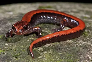 Plethodon: Western Red-backed Salamander