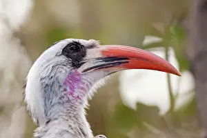 Tockus: Western Red-billed Hornbill