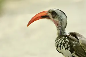 Tockus: Western Red-billed Hornbill