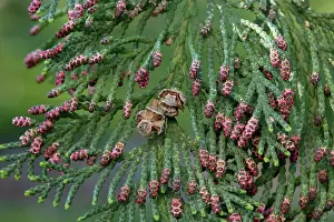 Cedars: Western Red cedar - leaf - male blooming
