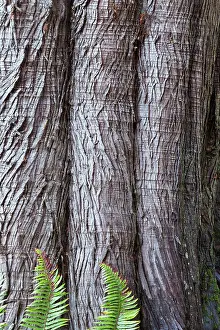 Danita Delimont: Western red cedar tree bark close-up. Sword ferns at base