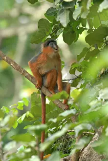 Ficus: Western Red Colobus Monkey