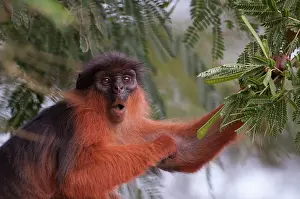 Badius: Western Red Colobus Monkey - in tree