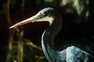 Egret: Western reef-egret