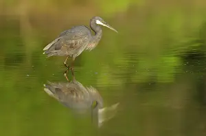 Riverine: Western Reef Heron