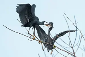 Grabbing: Western Reef Heron