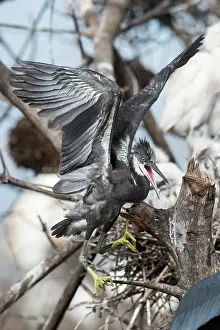 Gularis: Western Reef Heron