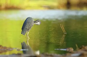 Riverine: Western Reef Heron