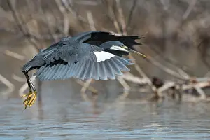Gularis: Western Reef Heron