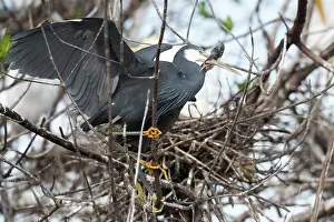 Grabbing: Western Reef Heron