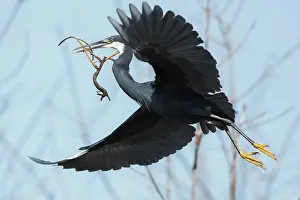 Gularis: Western Reef Heron