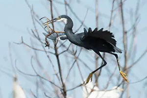 Mangroves: Western Reef Heron