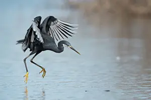 Gularis: Western Reef Heron