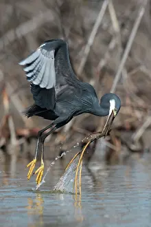 Gambia: Western Reef Heron