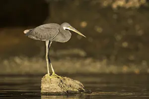 Oman: Western Reef Heron (Egretta gularis), Oman