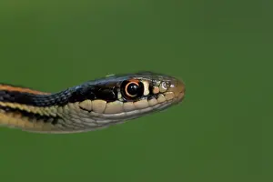 Ribbon: Western Ribbon Snake