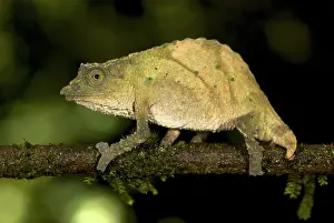 Rhampholeon: Western Rift Dwarf Chameleon - adult male