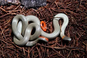 Amabilis: Western Ring-necked Snake