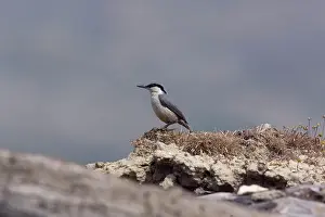 Nuthatches: Western Rock Nuthatch