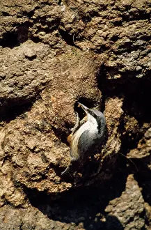 Neumayer: Western Rock Nuthatch - at nest with food