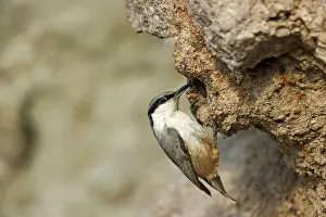 Sitta: Western Rock Nuthatch (Sitta neumayer) hanging at