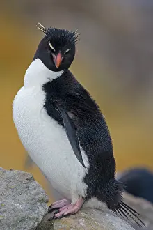 Chrysocome: Western Rockhopper Penguin (Eudyptes chrysocome)