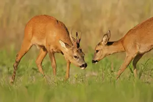 Mate: Western Roe Deer (Capreolus capreolus) adult pair
