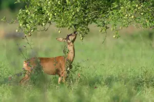 Cervid: Western Roe Deer (Capreolus capreolus) under Apple