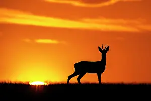 Herbivorous: Western Roe Deer (Capreolus capreolus) buck, standing