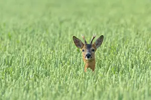 Cervid: Western Roe Deer (Capreolus capreolus) in Corn Field
