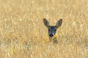 Cervid: Western Roe Deer (Capreolus capreolus) in Corn field