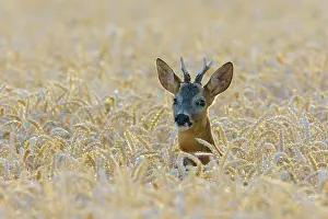 Cervid: Western Roe Deer (Capreolus capreolus) in Corn Field