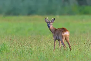 Cervid: Western Roe Deer (Capreolus capreolus) on Meadow