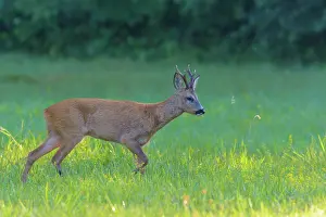 Cervid: Western Roe Deer (Capreolus capreolus) on Meadow
