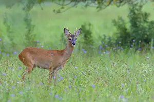 Cervid: Western Roe Deer (Capreolus capreolus) on Meadow
