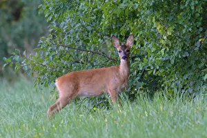 Cervid: Western Roe Deer (Capreolus capreolus) in Meadow