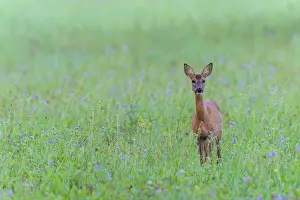 Cervid: Western Roe Deer (Capreolus capreolus) in Meadow