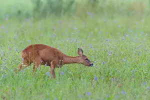 Cervid: Western Roe Deer (Capreolus capreolus) in Meadow