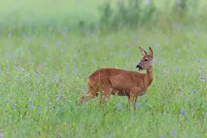 Cervid: Western Roe Deer (Capreolus capreolus) in Meadow