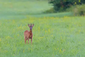 Cervid: Western Roe Deer (Capreolus capreolus) on Meadow