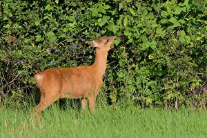 Cervid: Western Roe Deer (Capreolus capreolus) in Meadow