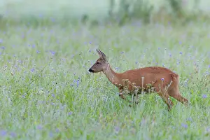 Cervid: Western Roe Deer (Capreolus capreolus) in Meadow