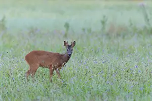 Cervid: Western Roe Deer (Capreolus capreolus) on Meadow