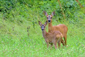 Cervid: Western Roe Deer (Capreolus capreolus) in Meadow