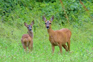 Cervid: Western Roe Deer (Capreolus capreolus) in Meadow
