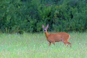 Cervid: Western Roe Deer (Capreolus capreolus) in Meadow