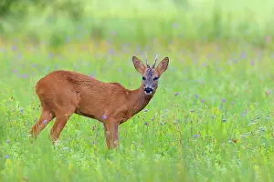Cervid: Western Roe Deer (Capreolus capreolus) on Meadow