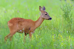 Cervid: Western Roe Deer (Capreolus capreolus) in Meadow