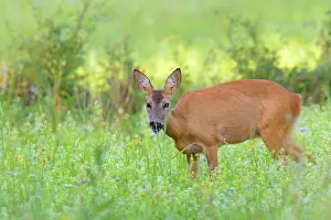 Cervid: Western Roe Deer (Capreolus capreolus) in Meadow